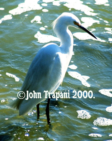 Palo Alto Baylands, CA.